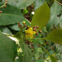 Campylospermum serratum (Gaertn.) Bittrich & M.C.E.Amaral